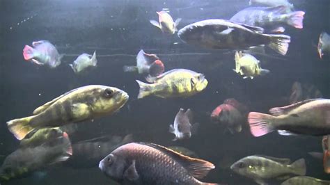 Swimming Fish Video for Cats .